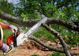 Best Tree Trimming and Pruning  in Hugo, MN